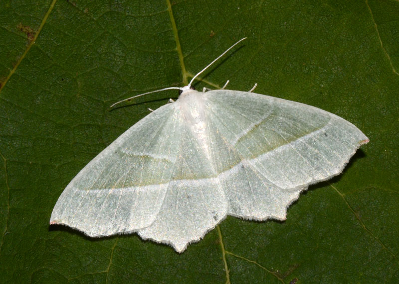 Geometridae Campaea margaritaria ? - Si